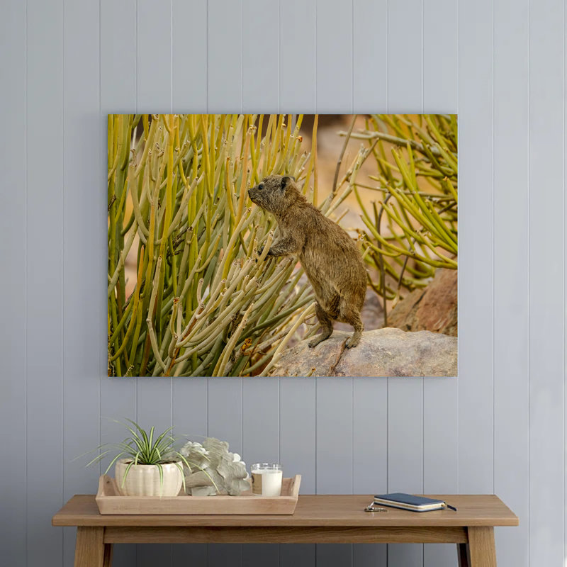 Selective Focus of Rock Hyrax, 8" H x 12" W