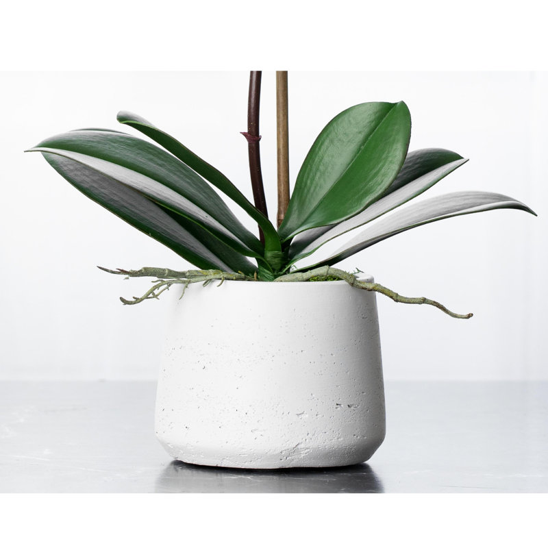 Orchid Floral Arrangements in Planter, White