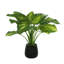 Hosta Plant