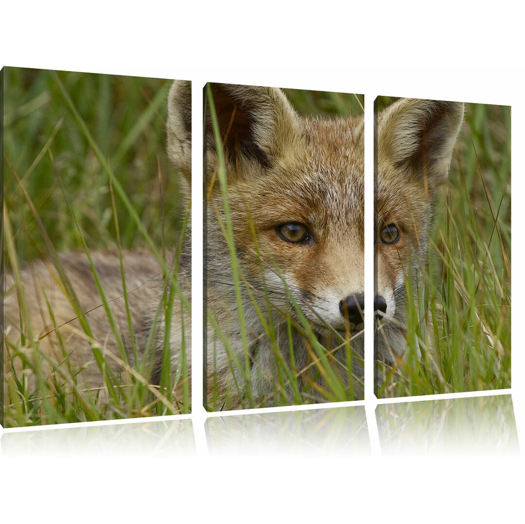 3-tlg. Leinwandbilder-Set „Junger Fuchs auf Wiese“, Fotodruck