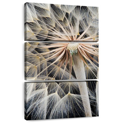 Harnek Dandelion Seed Head