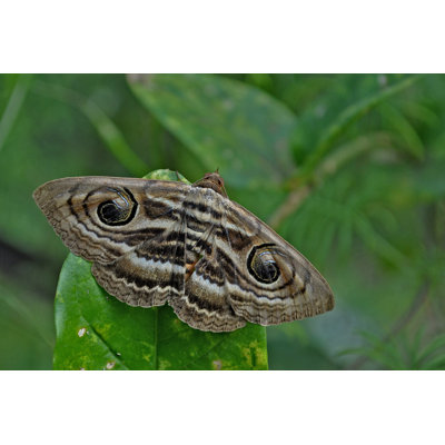 Makah Owl Eyed Moth by JayeshGShah - Wrapped Canvas Print