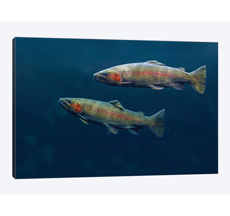 " Rainbow Trout Pair Swimming Underwater " by Tim Fitzharris, 18" H x 26" W x 1.5" D, Wrapped Canvas, No Mat