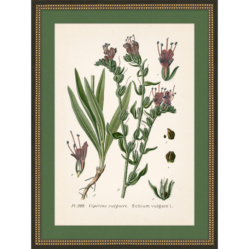 Wildflower Study 3
