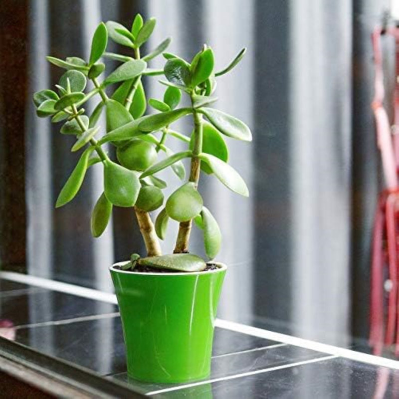 Nupur Pot Planter, Green/White, 5" H x 5.3" W x 5.3" D