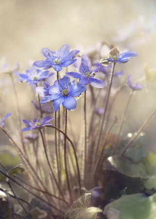 Wrapped Canvas Print, 76.2 cm H x 50.8 cm W