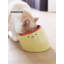 Pet Bowl