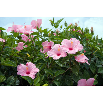 " Hibiscus Flower " by Jenden2005