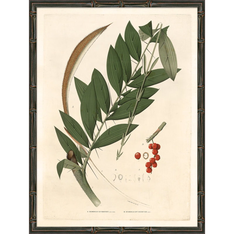 Palm Fronds Giclee Print by Soicher Marin Archives