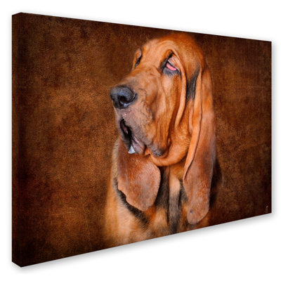 Vidur 'Bloodhound Portrait' Graphic Art Print on Wrapped Canvas
