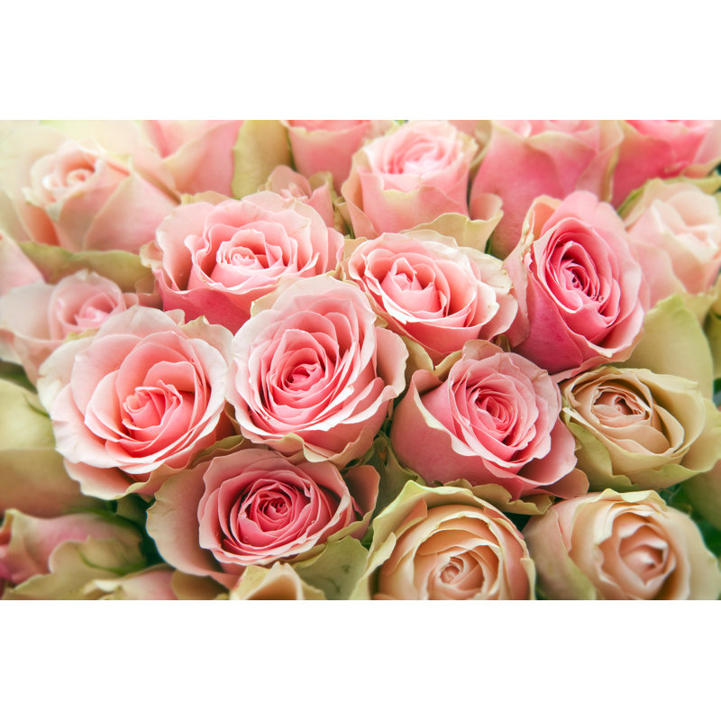 Pink Roses - Wrapped Canvas Print, 61cm H x 91cm W
