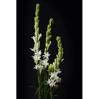 Tuberose Flower by Thu Truong - Wrapped Canvas Print