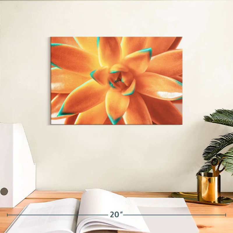 Plante grasse orange Harnek, H 8 po x l 12 po