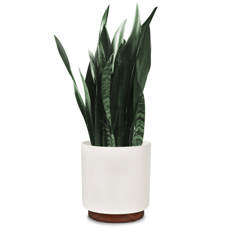 Pot Planter, 29.5cm H x 32.5cm W x 32.5cm D, White