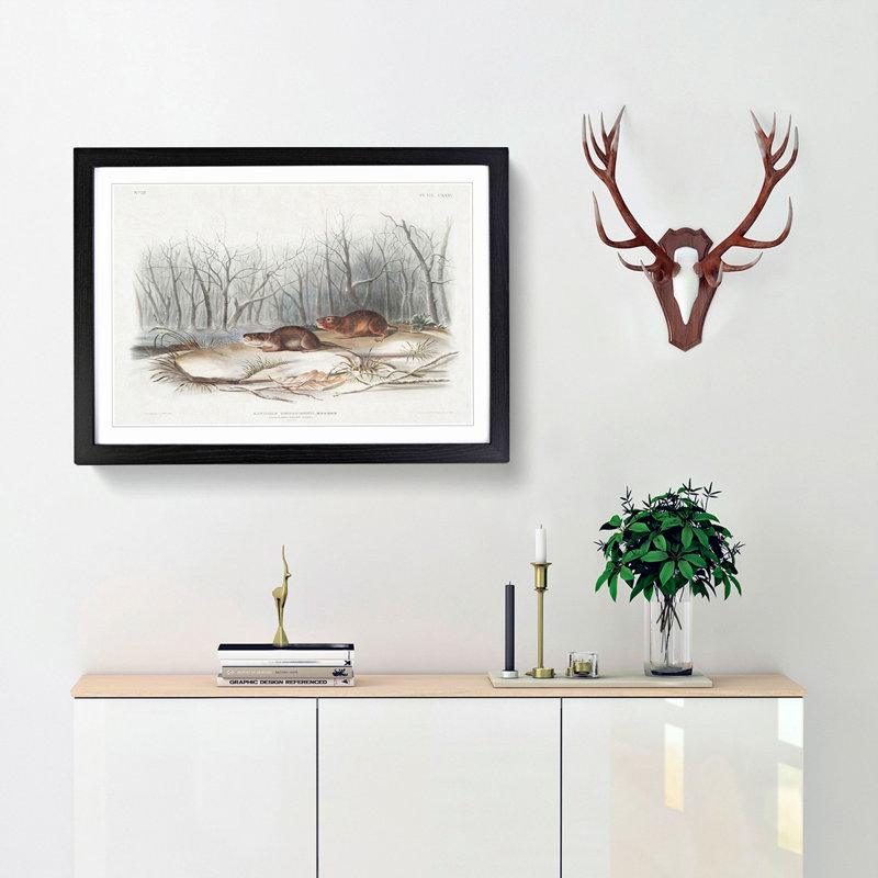 Meadow Mouse by J.W. Audubon - Framed Print, 36cm H x 48cm W x 2cm D, Black Framed