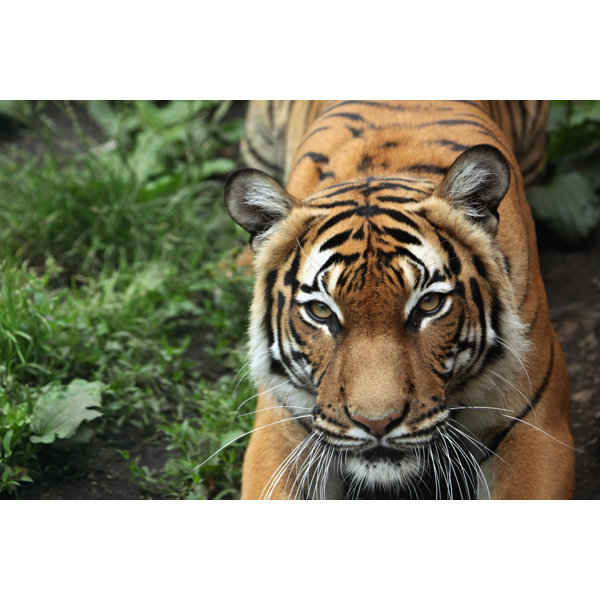 Ebern Designs Malayan Tiger by Wrangel - Wrapped Canvas Photograph ...