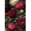Papier peint floral, bourgogne rétro