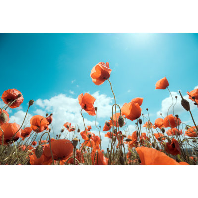 Eirian Red Poppy Field - Wrapped Canvas Print
