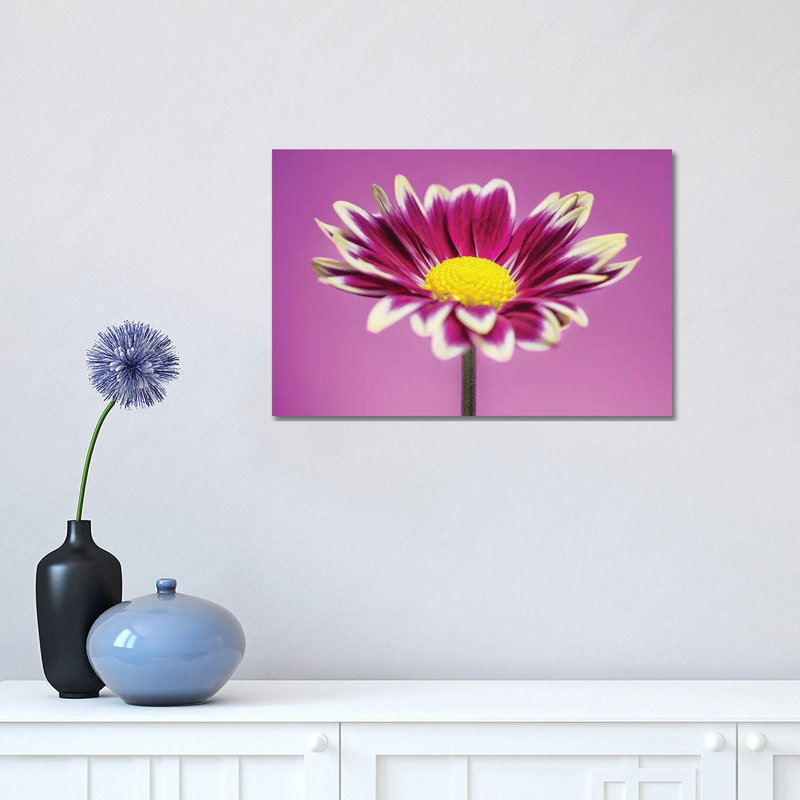 Pink Gerber Daisy - Wrapped Canvas Print, 30.48cm H x 45.72cm W x 1.905cm D
