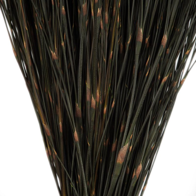 15'' Grass