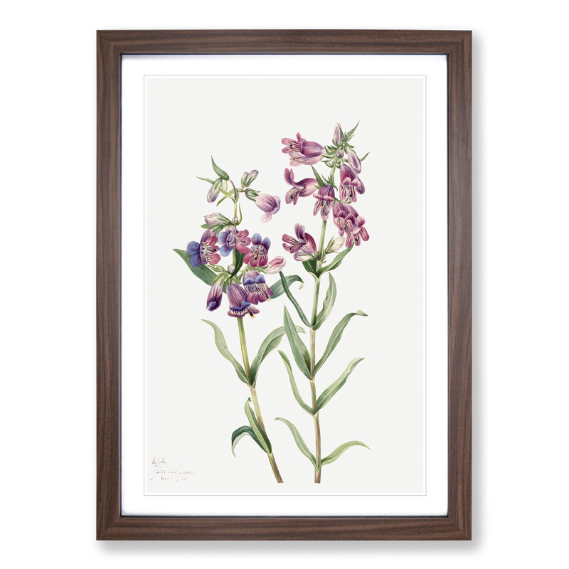 Prairie Pentstemon by Mary Vaux Walcott - Framed Print, 36cm H x 27cm W x 2cm D, Walnut Framed