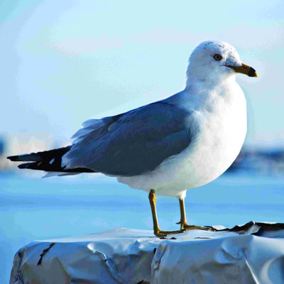 " Seagull 2 "