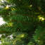 Sapin de Noël artificiel réaliste de 1,8 m (6 pi) préilluminé avec 350 lumières DEL multicolores et 9 fonctions d'éclairage