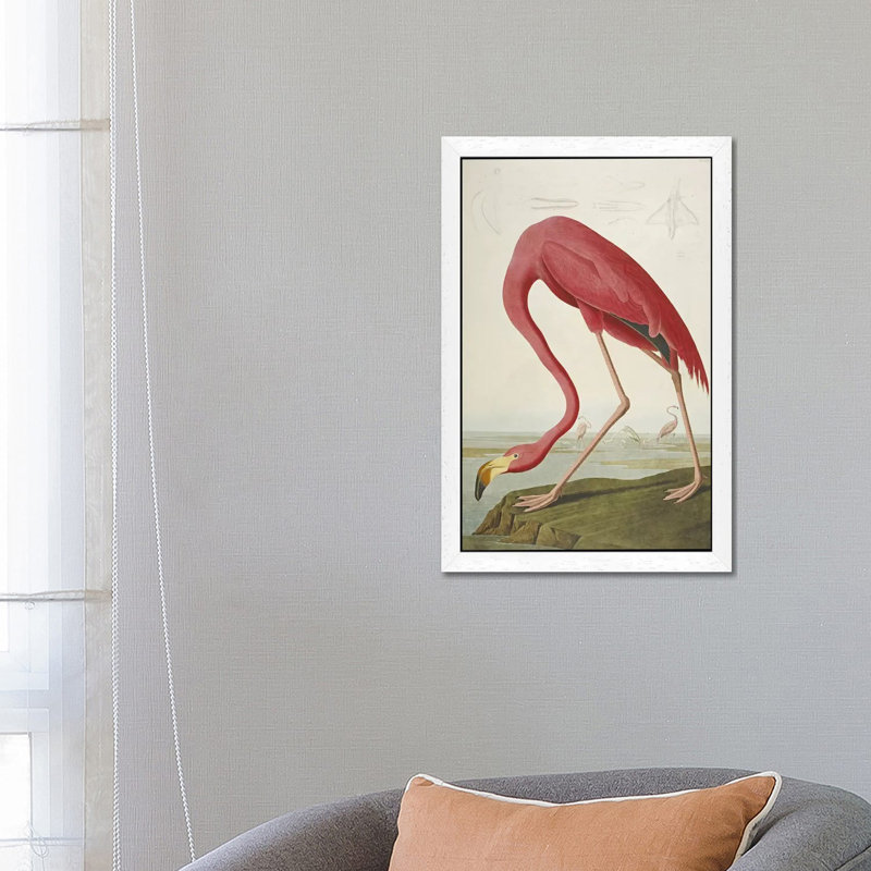 American Flamingo by John Audubon - Floater Frame Painting on Canvas, White Framed, 66.04 cm H x 45.72 cm W