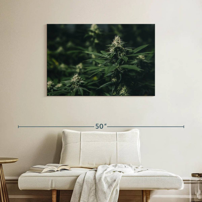 Fresh Marijuana, 26" H x 39" W