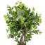 Green Ficus in Beige Bamboo Planter