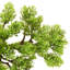 60cm Faux Cypress Plant in Pot
