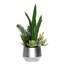 Succulent Plant in Planter