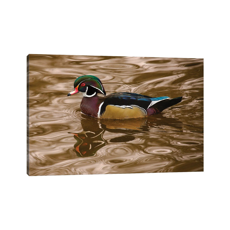 Wood Duck On Golden Waters by Louis Ruth - Wrapped Canvas Gallery-Wrapped Canvas Giclée, 66.04 cm H x 45.72 cm W x 3.175 cm D