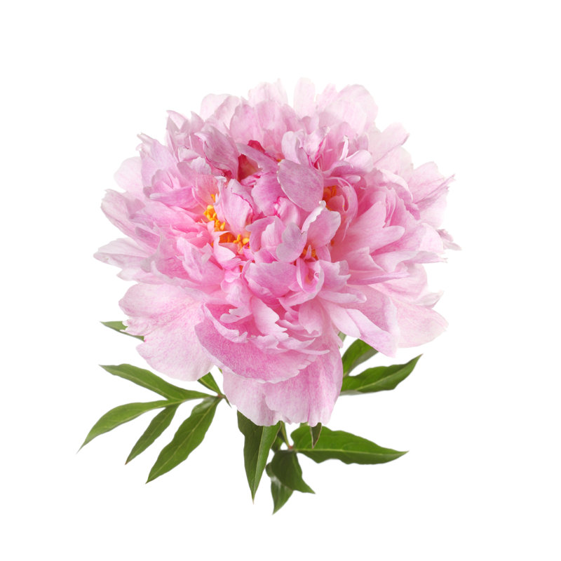 Pink peony 1 Piece Wrapped Canvas Wall Art, 30cm H x 30cm W
