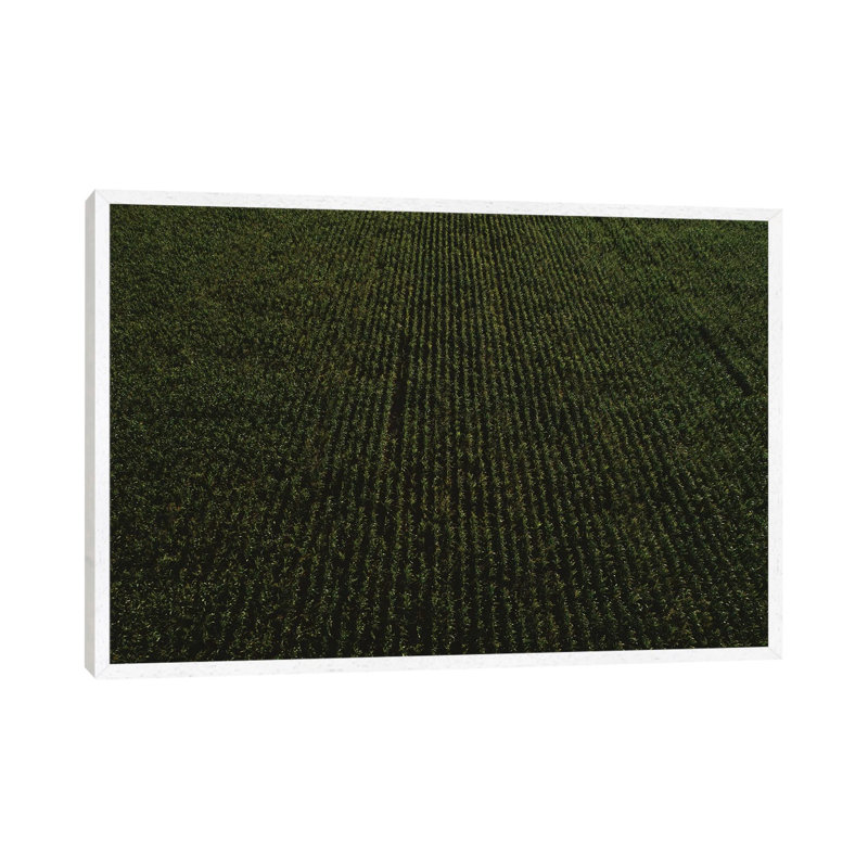 Rural Corn Fields II 1 Piece Wall Art on Canvas, 45.72cm H x 66.04cm W x 3.81cm D, White Framed
