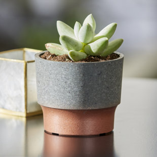 Pot à fleurs en plastique