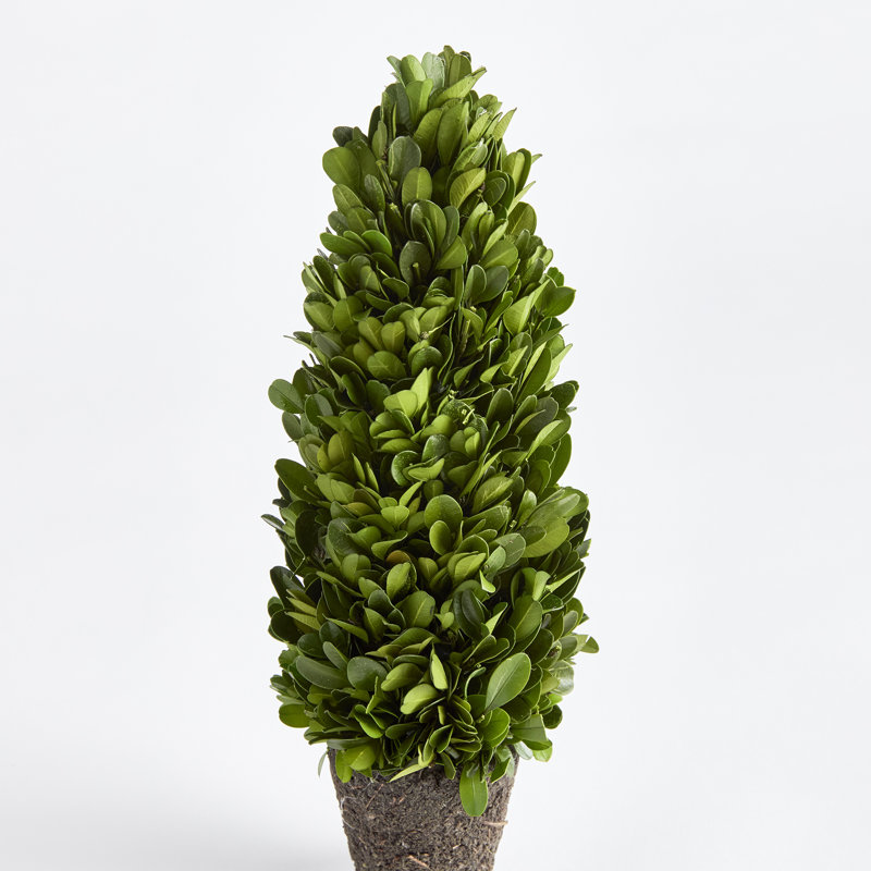 Alby Faux Plant, 12" H x 4" W x 4" D