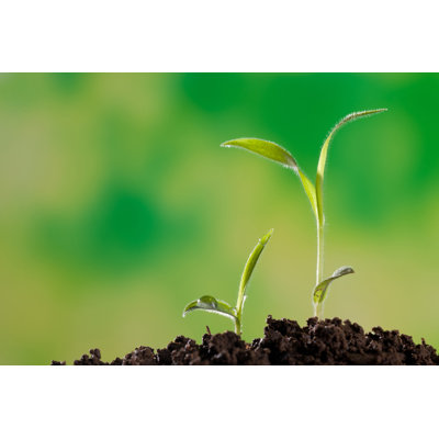 " A New Life Of A Sapling In The Soil " by Xiepeng