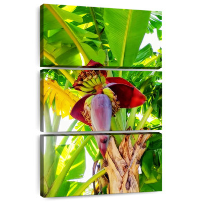 Harnek Banana Palm Heart