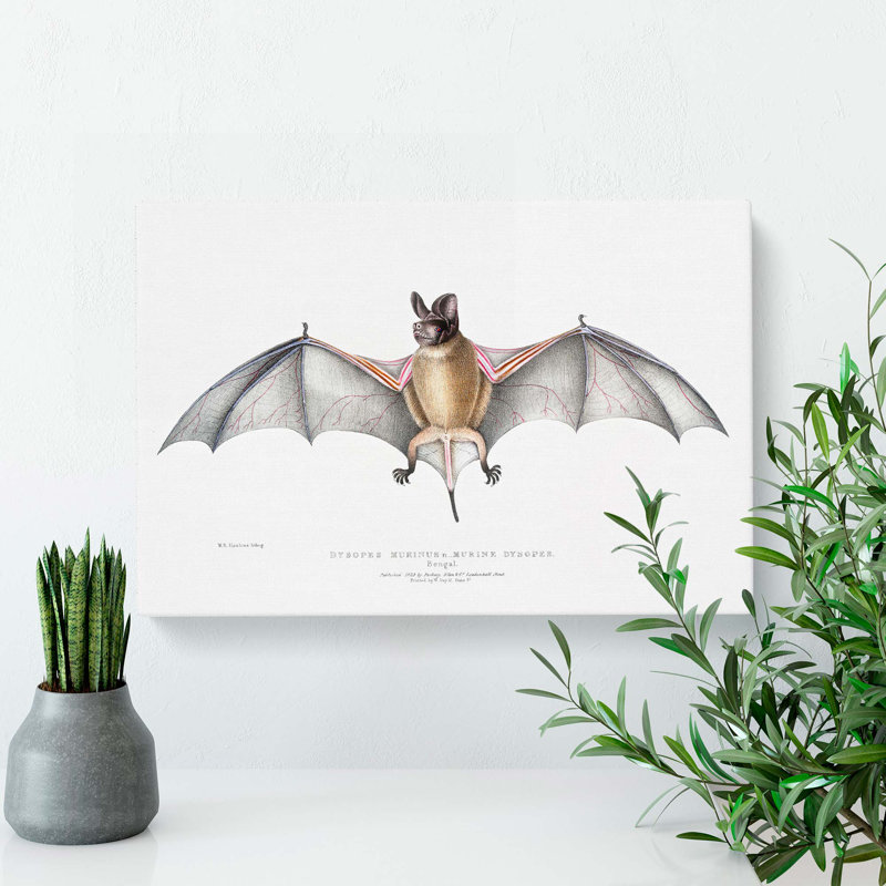 Bat Illustration by John Edward Gray - Wrapped Canvas, 35cm H x 50cm W x 3cm D