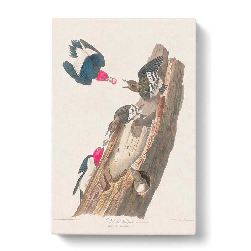 Woodpeckers by John Audubon - Wrapped Canvas, 76cm H x 50cm W x 3cm D