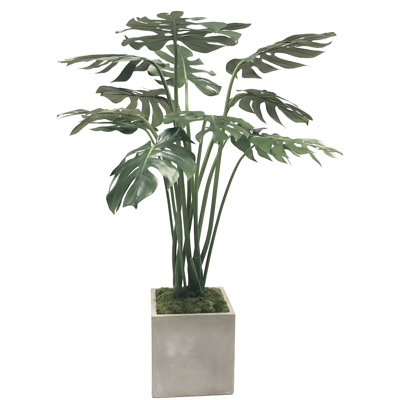 Philodendron de plante split leaf