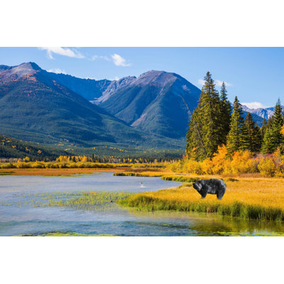 " Huge Black Bear " by Kavram