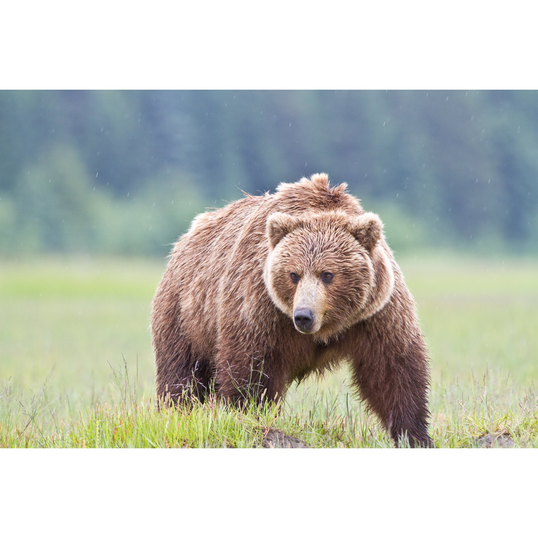 Brauner Bär auf dem Feld von Rpbirdman - Kunstdrucke auf Leinwand