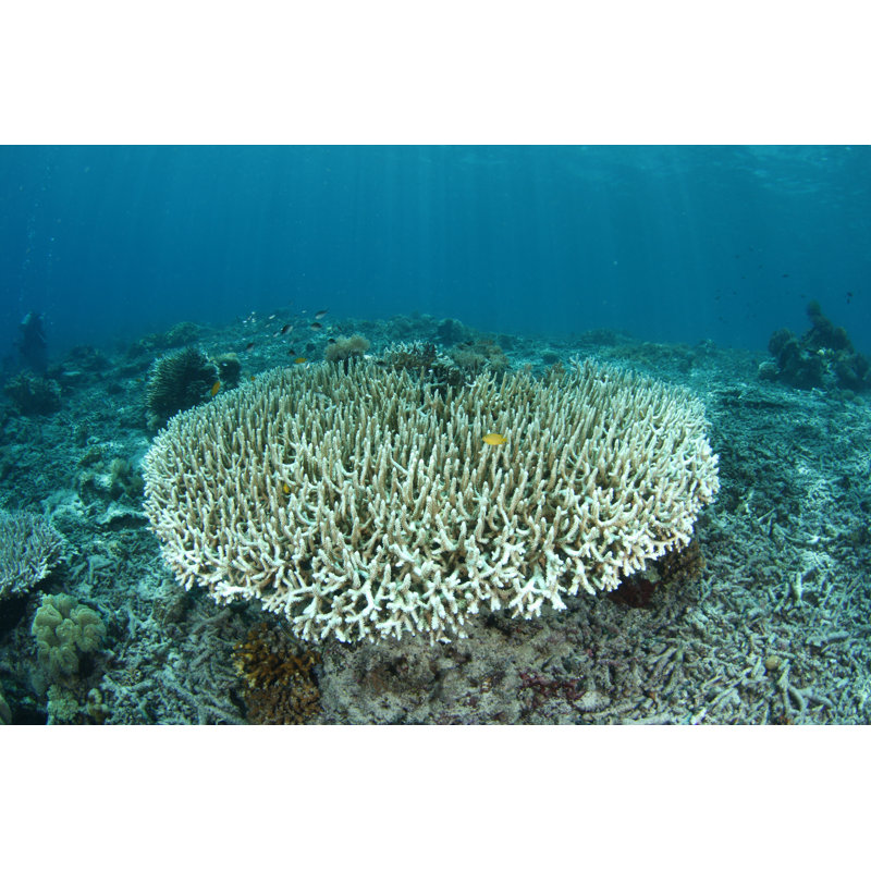 Bleaching Coral by Mekoo - Wrapped Canvas Print, 81cm H x 122cm W x 3.8cm D
