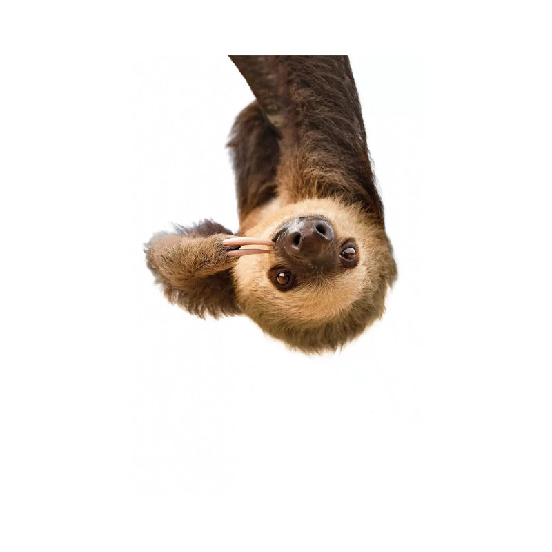 Sloth by Sisi & Seb - Wrapped Canvas Print, 101.6 cm H x 66.04 cm W x 1.91 cm D