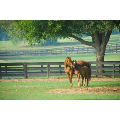 «Horses on Field» par Kentweakley - photographie sur toile tendue