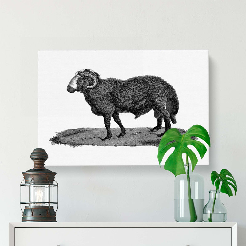 Sheep Illustration - Wrapped Canvas Print, 35cm H x 50cm W x 3cm D