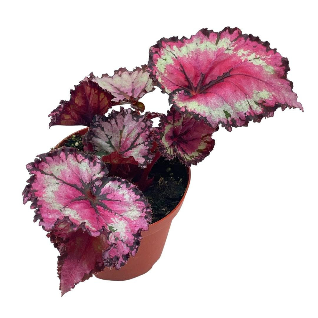 Florida House Plants Raspberry Beret Begonia Rex 4 Inch PaintedLeaf ...