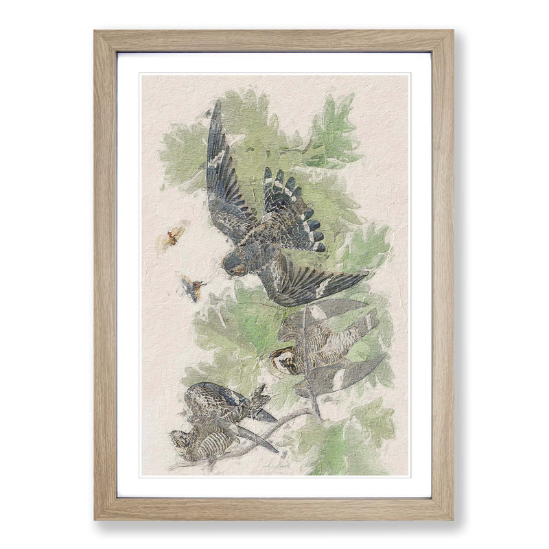 Night Hawks by John Audubon - Picture Frame Painting Print, Oak Framed, 36cm H x 27cm W x 2cm D